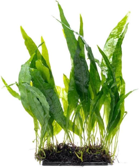 Live Planted Decor - Java Fern 'Narrow' on Driftwood - Midground Rhizome Plant for Aquascaping, Aquarium Decor