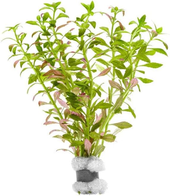 Live Plants – Mini Rice Paddy Herb (Limnophila aromatica) – Medium to High Light, Green to Reddish-Purple, Midground Accent – Lead Bunch, 1 Pack