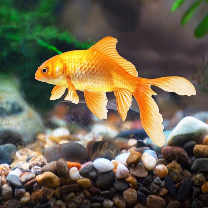 River Rocks Stones Natural Decorative Mixed Color Pebbles Fish Tank Gravel Small Garden Rocks Soil Cover for Aquariums, Landscaping, Vase Fillers, Succulent, Tillandsia, Cactus, Terrarium Plants 2.2lb