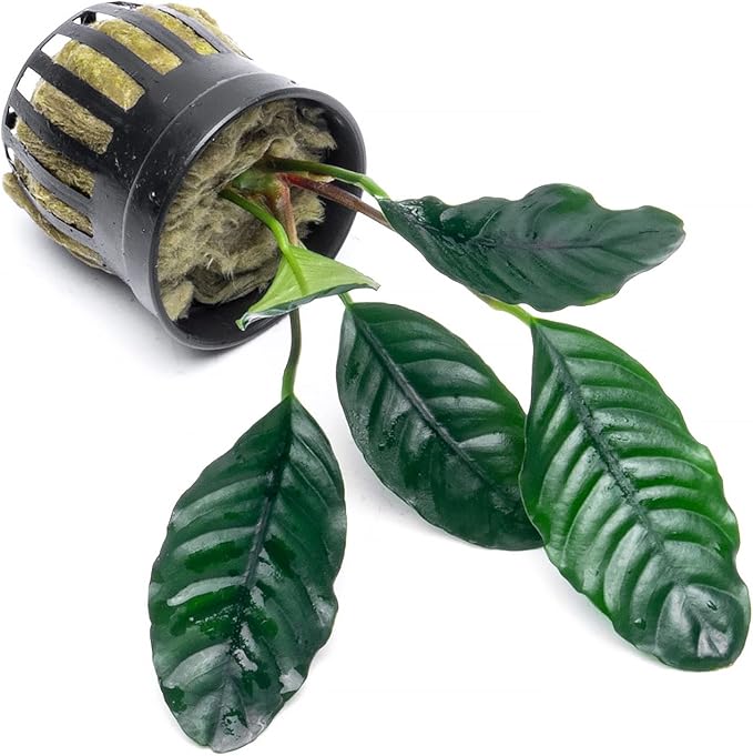Anubias Live Aquarium Plants - Potted Freshwater Plant for Fish Tanks, Terrariums - Beginner Friendly Low Light (Barteri Coffeefolia, 3 Pots)