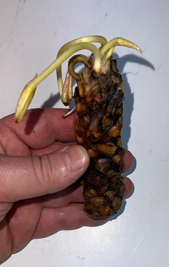 Live Hardy Water Lily Tubers Rhizomes Bulb Seed Nymphaea Aquatic Pond Plants Water Gardens Pre-Grown Flower in White Pink Red Yellow Orange Blue Purple (1, Red Hardy Pond Lily)