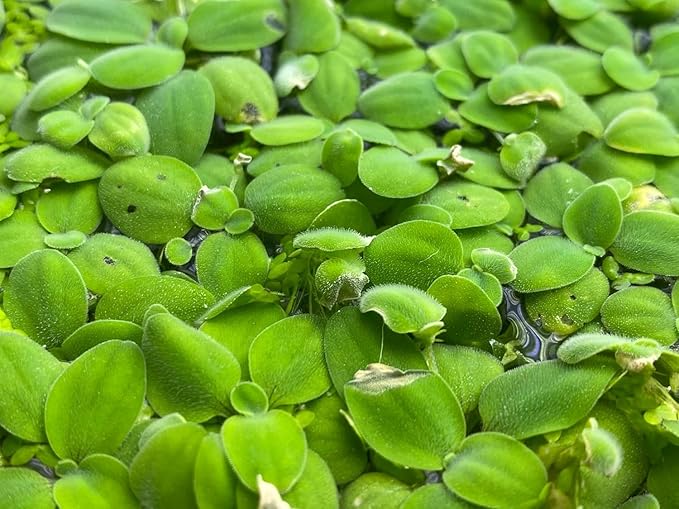 Salvinia Minima Water Spangle Live Floating Aquarium Plant Freshwater Planted Tank Ponds Aquascapes Natural Water Filtration Easy Care Growing Natural Shade Cover Betta Shrimp Salvinia 6 Plants