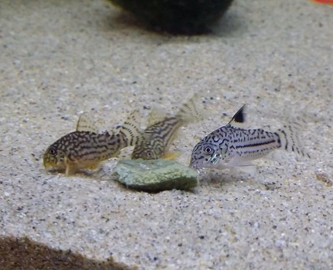 Aquatic Foods Inc. 4-Type Ultra Mix of 1/2" - 12mm Sinking Wafers, Spirulina-Algae, Worm, Shrimp, Intense Color Enhancing Wafers for Plecos, Shrimp, Snails, All Tropical Fish - 1/2-lb