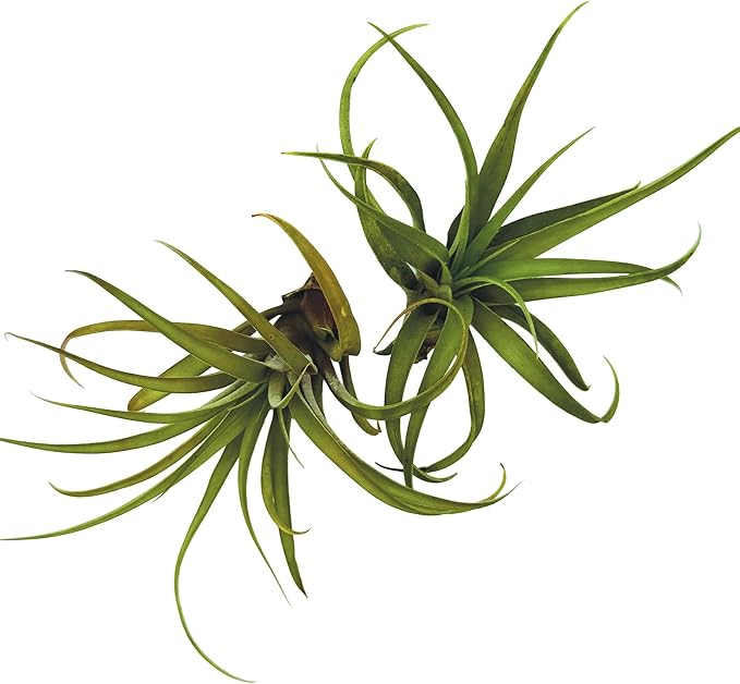 Air Plants - Tillandsia Capitata (Peach), Large 5-7” - 1 ct - Live Arrival Guaranteed - House Plants for Home Decor & Gift