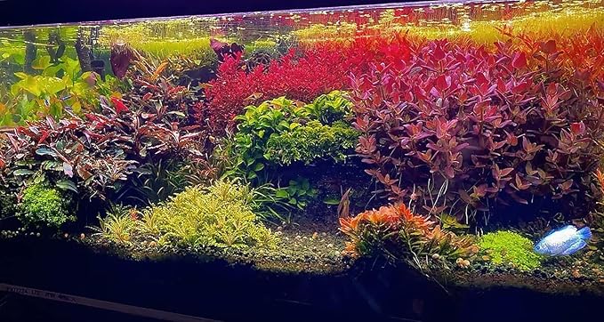 Ultum Nature Systems Downoi Pogostemon Helferi Tissue Culture Live Plant for Aquarium, Aquascape, Freshwater Fish Tanks - 100% Snail Free in Vitro