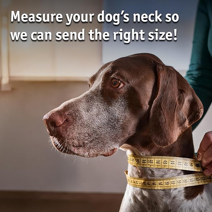 Biothane Custom Dog Collar – Waterproof, Stink-Proof Personalized Collar with Name & Phone Number – Durable, Many Sizes and Colors – Assembled in USA (Bright Yellow)