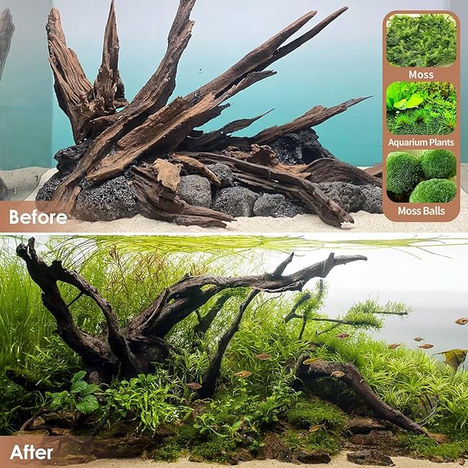 Natural Aquarium Driftwood for Fish Tanks & Reptile Terrariums – Safe Fish Tank Decorations, Unique Twisted Branches 2-Piece 10-14 Inch Low Tannin, Easy to Sink