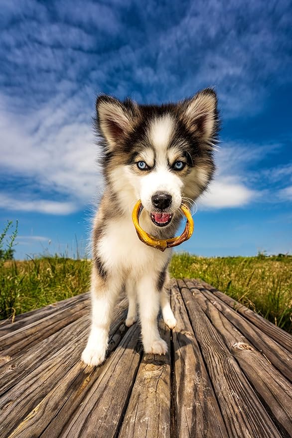 N-Bone Puppy Teething Ring Chicken Flavor (1 Pack Of 6 Rings) (113048)