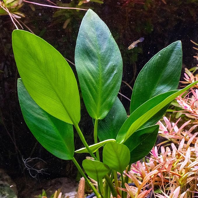 Ultum Nature Systems Anubias Nana Petite Tissue Culture Live Plant for Aquarium, Freshwater Fish Tank, Aquascaping - 100% Snail Free in Vitro