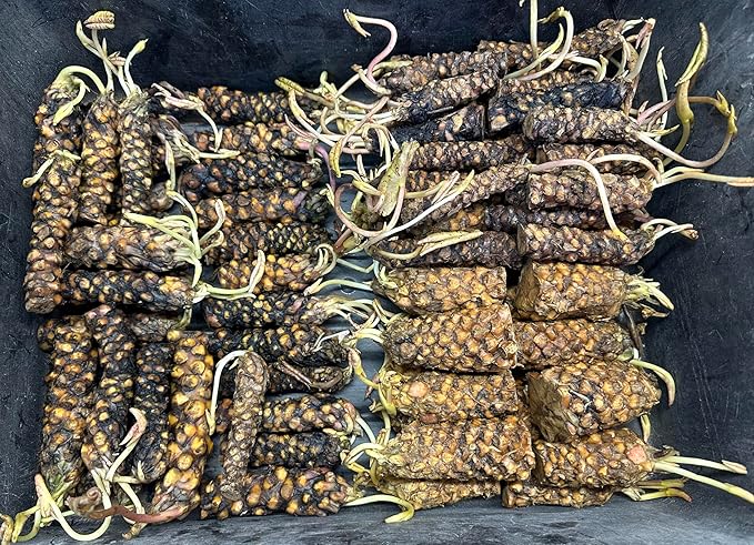 Live Hardy Water Lily Tubers Rhizomes Bulb Seed Nymphaea Aquatic Pond Plants Water Gardens Pre-Grown Flower in White Pink Red Yellow Orange Blue Purple (1, Peach Hardy Pond Lily)