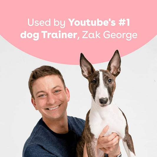 Dog Training: Starting with the Basics