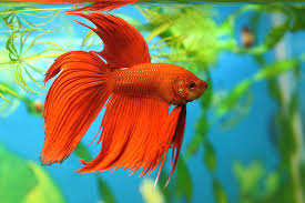 Aquarium Supplies