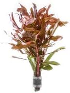 Live Aquarium Stem Plants - Freshwater Aquatic Plant for Fish Tanks, Aquascaping - (Ammania Senegalensis, 1 Bunch)