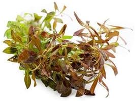 Live Aquarium Stem Plants - Freshwater Aquatic Plant for Fish Tanks, Aquascaping - (Needle Leaf Ludwigia Arcuata, 1 Bunch)