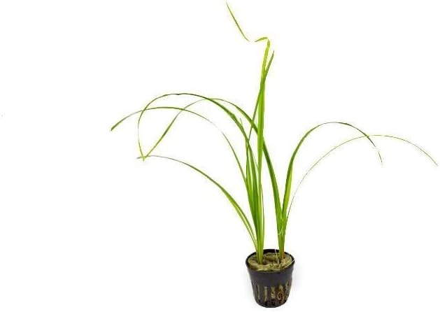 Live Aquarium Stem Plants - Freshwater Aquatic Plant for Fish Tanks, Aquascaping - (Cyperus Helferi, 4 Bunches)
