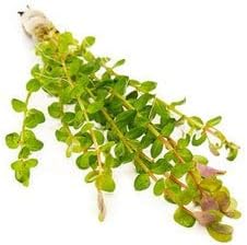 Live Aquarium Stem Plants - Freshwater Aquatic Plant for Fish Tanks, Aquascaping - (Rotala Indica, 4 Bunches)