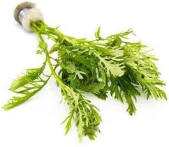 Live Aquarium Stem Plants - Freshwater Aquatic Plant for Fish Tanks, Aquascaping - (Water Wisteria Hygrophila Difformis, 4 Bunches)