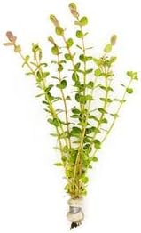 Live Aquarium Stem Plants - Freshwater Aquatic Plant for Fish Tanks, Aquascaping - (Rotala Indica, 4 Bunches)