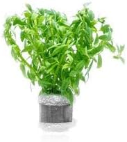 Live Aquarium Stem Plants - Freshwater Aquatic Plant for Fish Tanks, Aquascaping - (Staurogyne Sp. Porto Velho, 1 Pot)