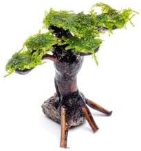 Live Aquarium Plants on Driftwood, Lava Rock, Moss, Fiber Mat - Freshwater Fish Tanks - Easy, Beginner Friendly (Moss on Bonsai Tree, (Medium))