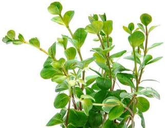 Live Aquarium Stem Plants - Freshwater Aquatic Plant for Fish Tanks, Aquascaping - (Rotala Ceylon, 4 Bunches)