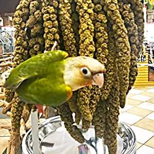 Birds LOVE Economy & Thin Special Spray Millet GMO-Free (No Stems Only Edible Tops) for Birds Cockatiel Lovebird Parakeet Finch Canary All Parrots Healthy Treat - 25lbs