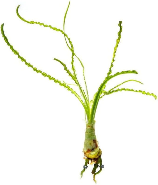 Crinum Calamistratum Live Aquarium Plant – African Onion Plant, Slow-Growing Freshwater Aquatic w/Curly Green Leaves for Planted Tanks, Background or Midground Tank Placement - Bulb