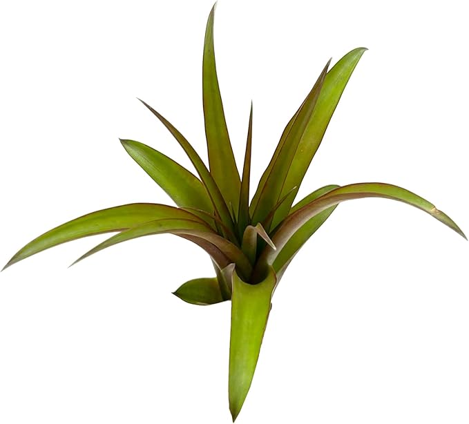 Air Plants - Tillandsia Red Capitata, Large 5-7” - 1ct - Live Arrival Guaranteed - House Plants for Home Decor & Gift