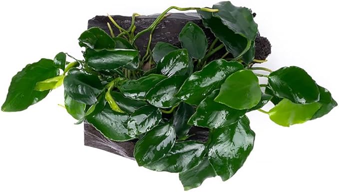 Live Aquarium Plants on Driftwood, Lava Rock, Moss Mat - Freshwater Fish Tank Plants (Nana Long Wavy, Driftwood (Small))