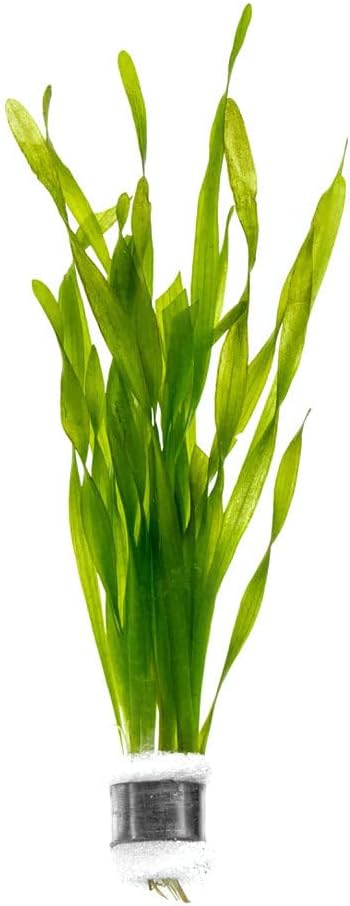 Live Plant - Tall Grass, Vallisneria Torta - Easy Care, Moderate to High Light, Bright Green Accent, Freshwater Aquatic Plant for Aquascaping - Lead Bunch