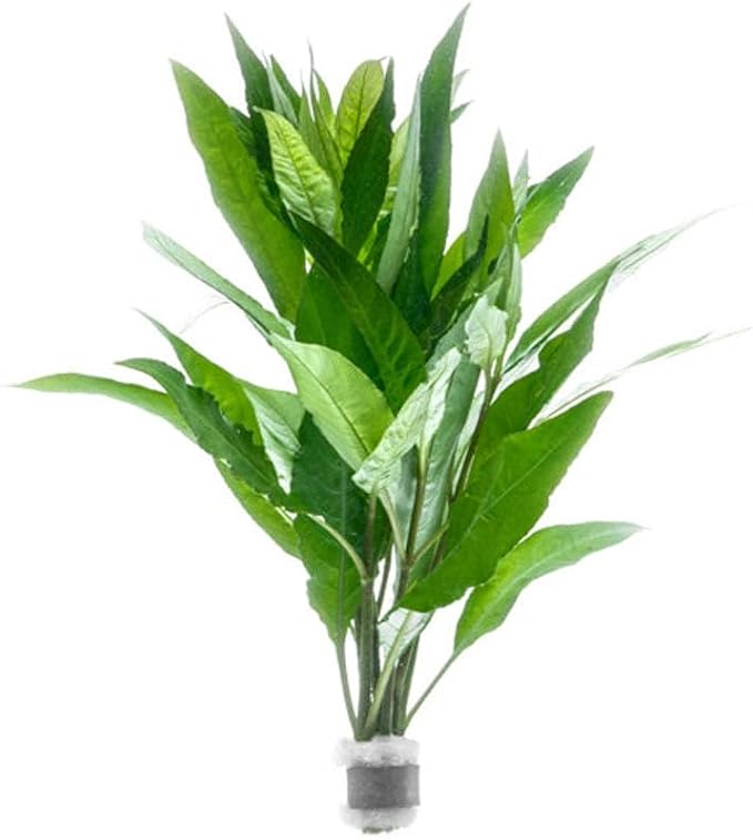 Live Plant - Nomaphila Stricta - Easy Care, Moderate to High Light, Green Accent, Freshwater Aquatic Plant for Aquascaping - Lead Bunch