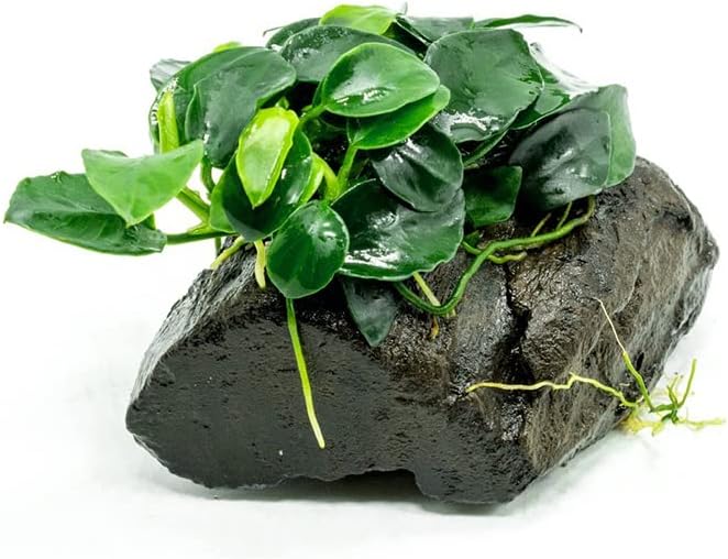 Live Aquarium Plants on Driftwood, Lava Rock, Moss Mat - Freshwater Fish Tank Plants (Anubias Nana Petite, Driftwood (Small))