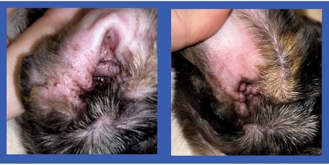 Squishface Dog Ear Relief Individual Finger Sheath Wipes – Non-Allergenic Ingredients & Irritation-Reducing Formula Cleans & Deodorizes, Helps Prevent Ear Itch & Odor – for All Breeds! (50 Count)