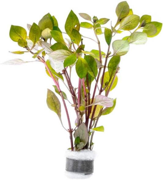 Live Plant - Rotala Mexicana - Moderate Care, High Light, Bright Green Accent, Freshwater Aquatic Plant for Aquascaping - Lead Bunch