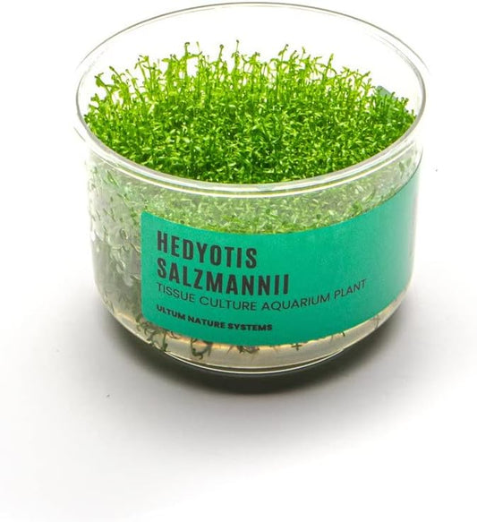 Ultum Nature Systems Hedyotis Salzmannii Tissue Culture Live Plant for Aquarium, Freshwater Fish Tank, Aquascaping - 100% Snail Free in Vitro
