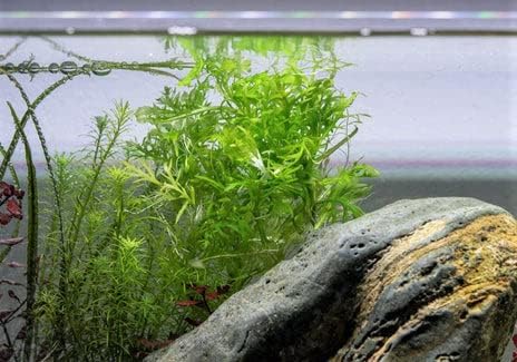 Live Aquarium Stem Plants - Freshwater Aquatic Plant for Fish Tanks, Aquascaping - (Water Wisteria Hygrophila Difformis, 1 Bunch)