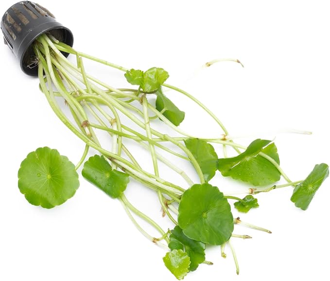 Live Aquarium Stem Plants - Freshwater Aquatic Plant for Fish Tanks, Aquascaping - (Hydrocotyle Verticillata, 1 Bunch)