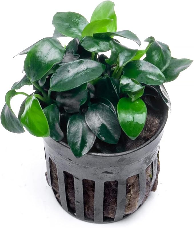 Anubias Live Aquarium Plants - Potted Freshwater Plant for Fish Tanks, Terrariums - Beginner Friendly Low Light (Nana Petite, 1 Pot)