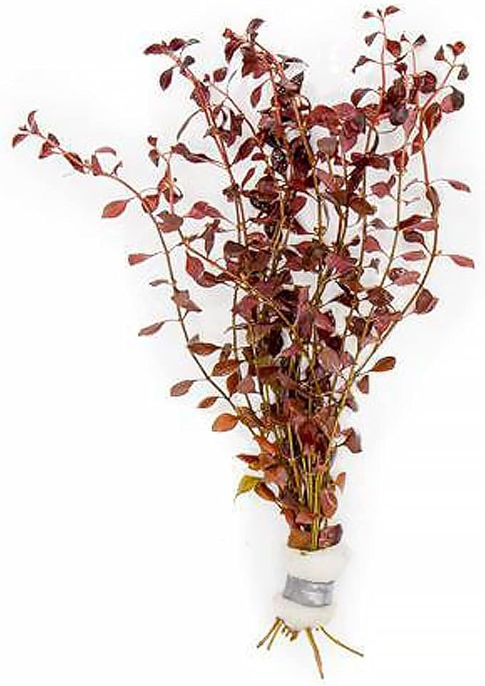 Live Aquarium Red Stem Plants - Freshwater Aquatic Plant for Fish Tanks, Aquascaping - (Ludwigia Natans Super, 4 Bunches)