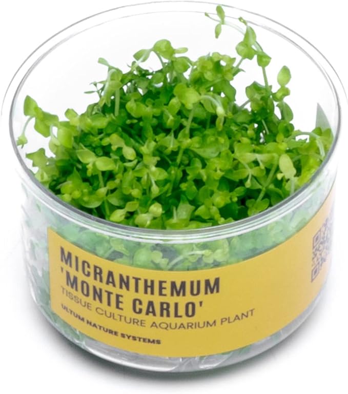 Ultum Nature Systems Micranthemum Monte Carlo Tissue Culture Live Plant for Aquarium, Aquascape, Freshwater Planted Fish Tanks - 100% Snail Free in Vitro