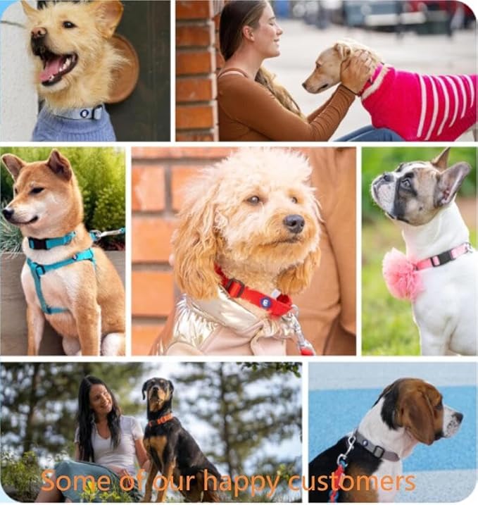 Blueberry Pet Essentials Medium Dog Collar in Military Green | Adjustable & Eco-Friendly Durable Nylon Strap | Classic Collar for Medium Dogs, Boy & Girl Pets