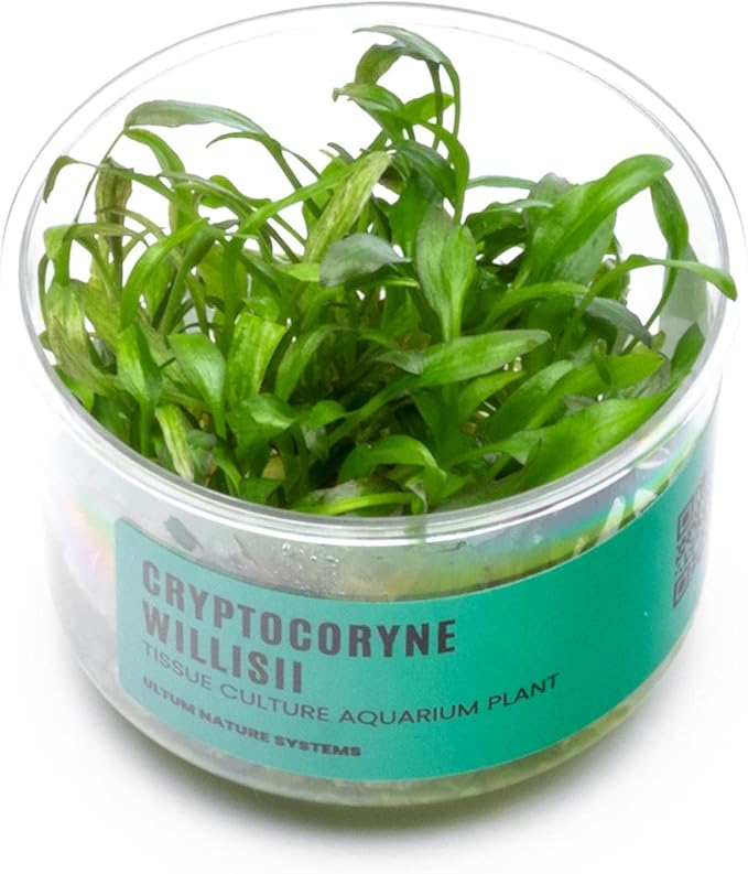 Ultum Nature Systems Cryptocoryne Willisii Tissue Culture Live Plant for Aquarium, Aquascape, Freshwater Fish Tanks - 100% Snail Free in Vitro