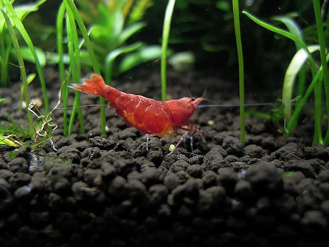 Ultum Nature Systems Controsoil - Freshwater Aqua Soil Substrate for Fish, Shrimp, Live Plant Propagation and Aquascaping - 6.8pH Low Ammonia, Volcanic Ash - Black, Extra Fine (1 Liter | 2LB)