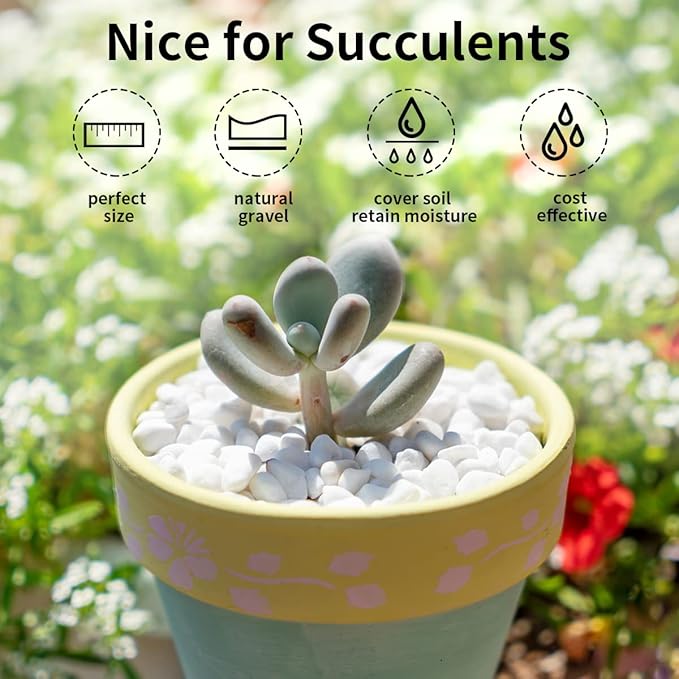 5lbs Natural White Pea Gravel Pebbles for Succulent Cactus, 3/8 Inch White Rocks for Plants Indoor, Vase Fillers, Bowl, Landscaping and Outdoor Garden Decorative White Stones
