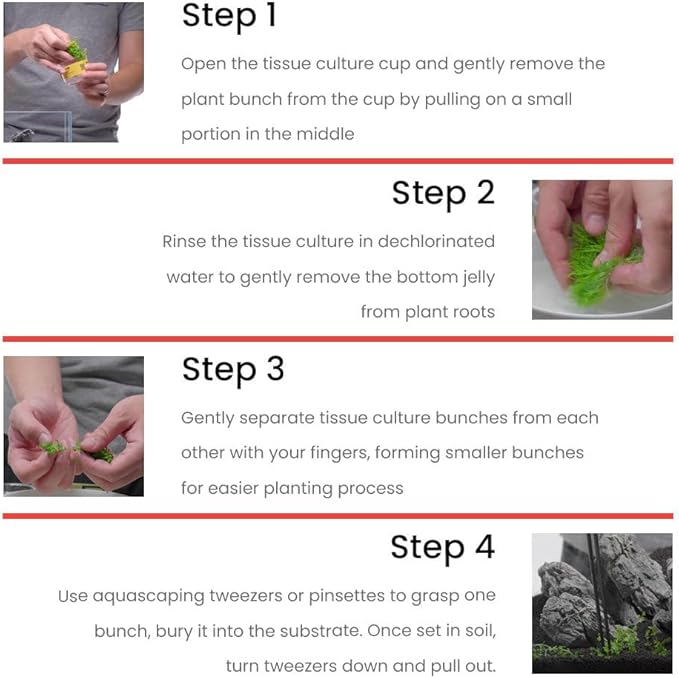 Ultum Nature Systems Live Tissue Culture - Rotala Manipurensis - Advanced - High Light - Orange-Pink Accent - Midground to Background - 100% Snail Free Grown in-Vitro - Regular Cup