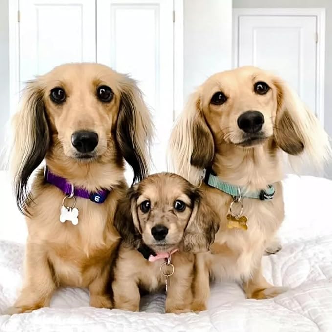 Blueberry Pet Essentials Neon Green Adjustable & Durable Large Dog Collar for Boys | Classic Collars for Large & Small Dogs, Stylish, Sturdy Nylon Collar for Pet Lovers