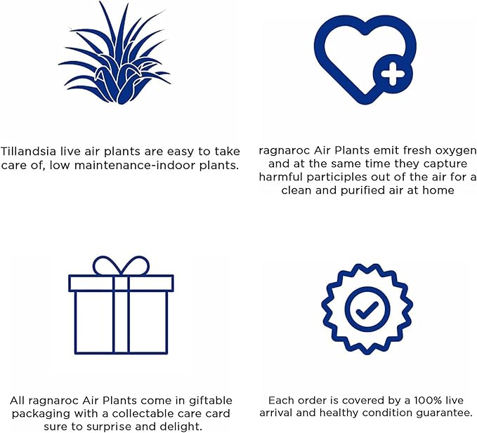 Air Plants - Tillandsia Funckiana Hybrid, Large 5-7" - 5ct - Live Arrival Guaranteed - House Plants for Home Decor & Gift