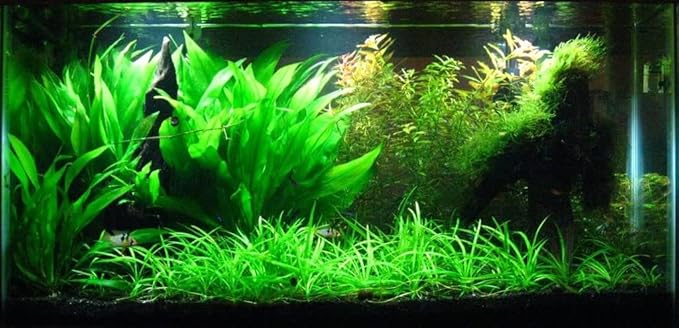 Potted Live Aquarium Plants | Freshwater Aquatic Plants for Aquariums (Amazon Sword, 3 Pack)