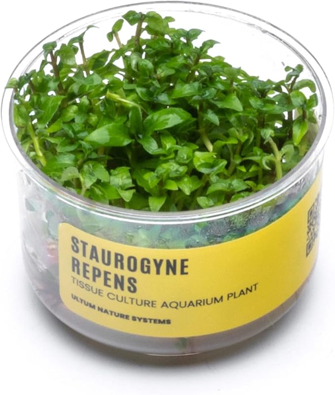 Ultum Nature Systems Staurogyne Repens Tissue Culture Live Plant for Aquarium, Aquascape, Freshwater Fish Tanks - 100% Snail Free in Vitro