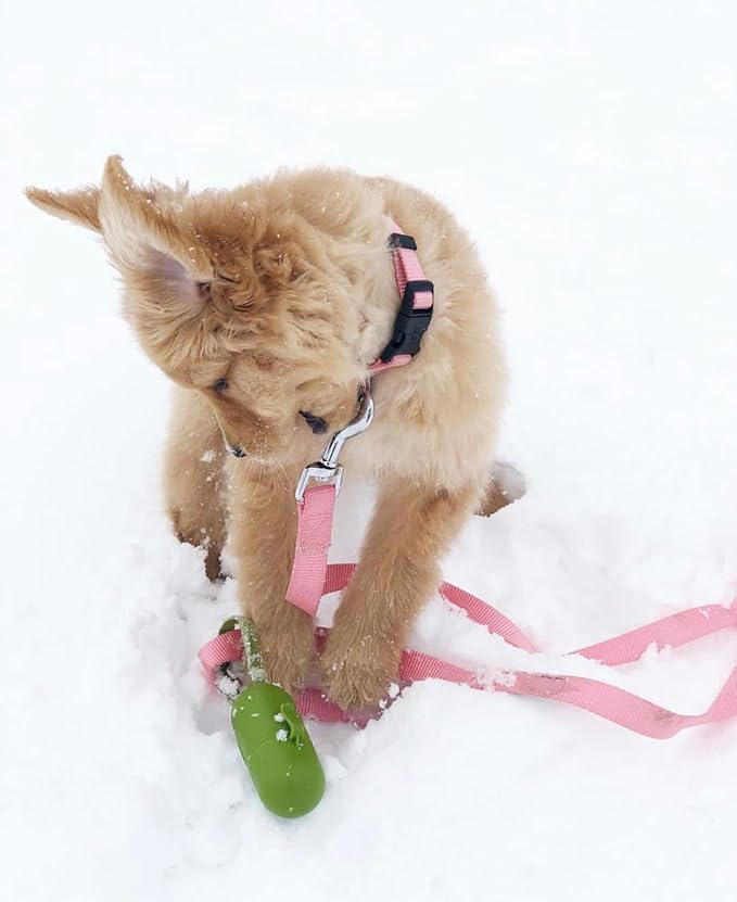 Blueberry Pet Essentials Small Dog Collar in Fuchsia Pink | Adjustable & Eco-Friendly Durable Nylon Strap | Classic Collar for Small Dogs, Boy & Girl Pets